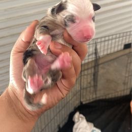 Blue Merle male - Blue merle male Miniature Australian Shepherd puppy in Prunedale, California from 4MLA STABLES