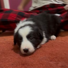Axl - Black and white male Border Collie puppy in Jackson, New Jersey from NJ Bees BC