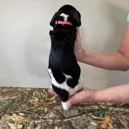 German Shorthaired Pointer Puppies from Jessica Johnson