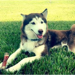 Siberian Huskies from Westcoast Huskies