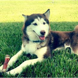 Siberian Huskies from Westcoast Huskies