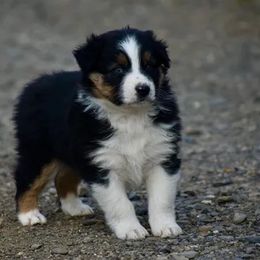 Pearl - Black tri-color female Australian Shepherd puppy in Prineville, Oregon from KC’s Aussies
