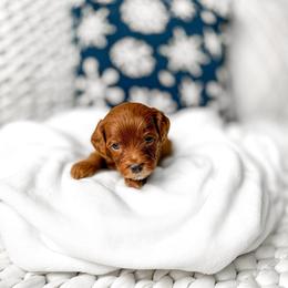 Nala - Red  female Goldendoodle puppy in Springville, Utah from Happy Doodle