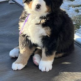 Bernese Mountain Dog Puppies from Breaking Trail Berners