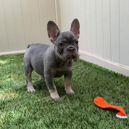 Sayuri ( Lily in Japanese) - Blue female French Bulldog puppy in Las Vegas, Nevada from Haus of Sin City Hunz