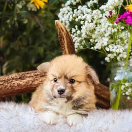 Rex - Sable male Pembroke Welsh Corgi puppy in Caliente, California from Rafter Cross 7