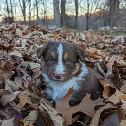Border Collie Puppies from Platts Hill Border Collies
