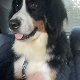 Bernese Mountain Dogs and Golden Retrievers from Happy Tails Family Farm