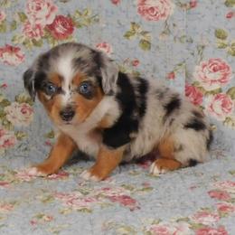 Macadamia - Blue merle male Toy Australian Shepherd puppy in Okeana, Ohio from Fetching Toy Aussies