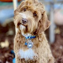 Sprout - Australian Labradoodle