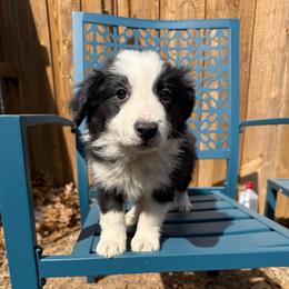 Thor - Black and white male Border Collie puppy in Mckinney, Texas from Border Collies of Ruidoso
