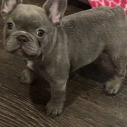 French Bulldog Puppies from Roughneck Frenchies