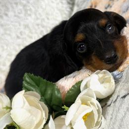 John - Black and tan male Dachshund puppy in Mountain Home, Arkansas from Furry Friends Kennel