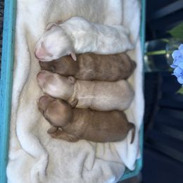 Dachshund Puppies from Double B Corsos & Dachshunds