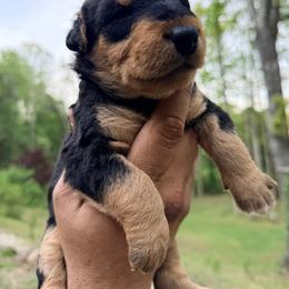 Luca AKA Baby Boy Black - Black and tan male Airedale Terrier puppy in Mooresville, North Carolina from Farm 55