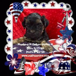 Montana Male Shitzu-Yorkie - Seal and white male Boston Terrier puppy in Silverhill, Alabama from Malteseuluv’s Tiny Treasurers