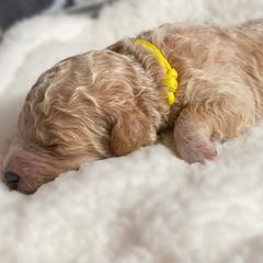 Double Doodle and Goldendoodle Puppies from Golden Paw Doodles