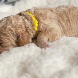 Double Doodle and Goldendoodle Puppies from Golden Paw Doodles