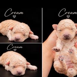 Cream - Cream female Poodle puppy in Live Oak, Florida from Grams Poodle Babies