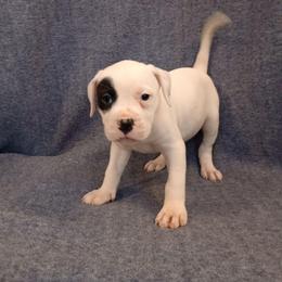 Puppy 1 Pink - White and brindle male American Bulldog puppy in Christiansburg, Virginia from Iron Will American Bulldogs
