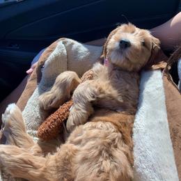 Australian Labradoodle Puppies from Gabby Jack Ranch