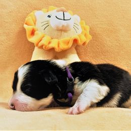 Girl 1 - Border Collie puppy in West Valley City, Utah from Field Stone Border Collies: FSBC