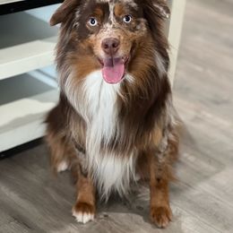 Thor - Miniature Australian Shepherd