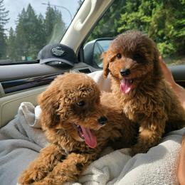 Zuko - Red  male Poodle puppy in Washington from Mt.BakerPoodles&Doodles