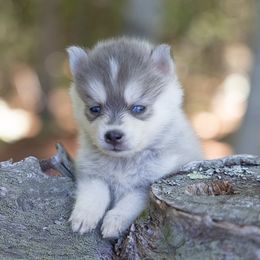 Helia - Blue female Pomsky puppy in Moultonborough, New Hampshire from Foxfire Arctic Spitz