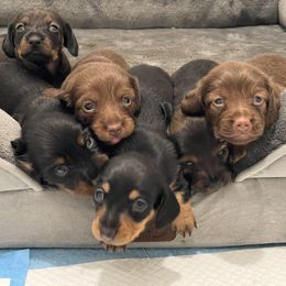Dachshund puppies from Palmetto Puppies