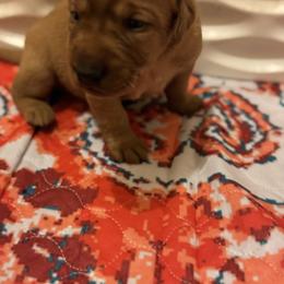 Male pick 6 - Yellow male Labrador Retriever puppy in Wardensville, West Virginia from Sager’s Labrador Puppies