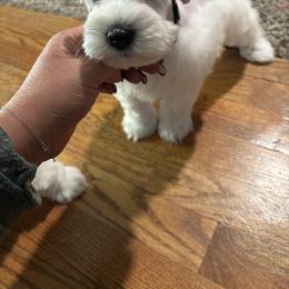 Carleston - White male Miniature Schnauzer puppy in Littleton, Colorado from Wahl 2 Wahl Schnauzers