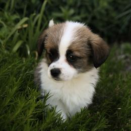 Maple - Fawn female Companion Cross puppy in Fairview, South Dakota from Dakota Toy Aussies