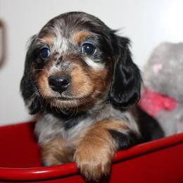 Girl 1 - Blue and tan female Dachshund puppy in Craig, Colorado from Rocky Mountain Shih Tzus and Dry Creek Miniature Dachshunds