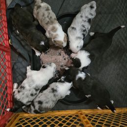 Cardigan Welsh Corgi Puppies from Savage Family Farm