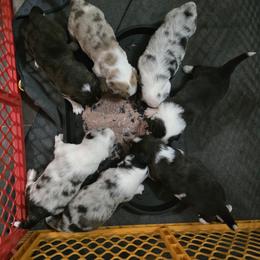 Cardigan Welsh Corgi Puppies from Savage Family Farm