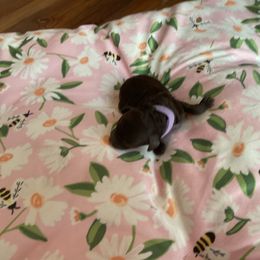Truffle - Brown female Poodle puppy in Wilmington, Delaware from Imperial Poodles LLC