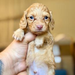 Rebel - Red male Dachshund puppy in Hornbeck, Louisiana from A&Z Mini Dachshunds