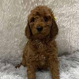 Poodle Puppies from Ritzy Red Poodles