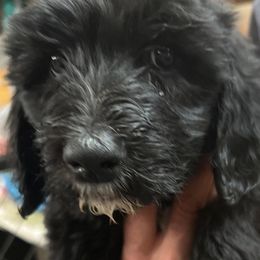 Lucy - Black and white Sheepadoodle puppy in Eleva, Wisconsin from Molly’s Doodles