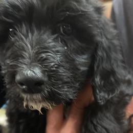 Lucy - Black and white Sheepadoodle puppy in Eleva, Wisconsin from Molly’s Doodles