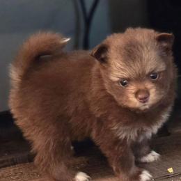 Patty - Chocolate and tan female Pomeranian puppy in Gun Barrel City, Texas from Petite Poms