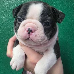 Bria - Brindle and white female Boston Terrier puppy in Denver, Colorado from Diamonds In The Ruff Boston Terriers