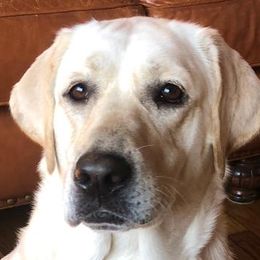 Meeka - Labrador Retriever