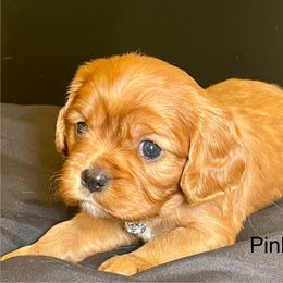Sandy - Ruby female Cavalier King Charles Spaniel puppy in Ridgeville, South Carolina from Misty Meadow Cavaliers