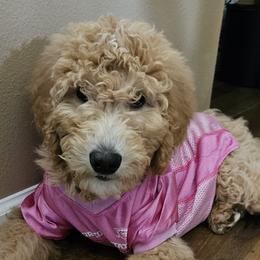 Goldendoodles from Golden Valley Doodles
