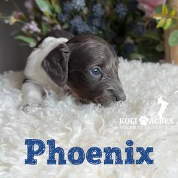Phoenix - Gray (blue) and tan male Dachshund puppy in Kemp, Texas from Koli Acres