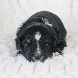 Boy 5 (Orange) - Black tri-color male Australian Shepherd puppy in Yakima, Washington from Naches Heights Ranch