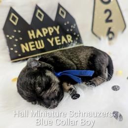 Blue Collar - Salt and pepper male Miniature Schnauzer puppy in Peoria, Arizona from Hall Miniature Schnauzers