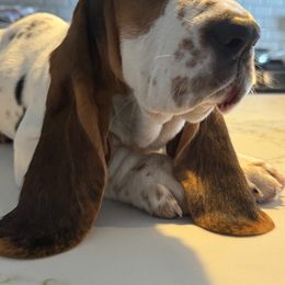Basset Hound Puppies from Best Friends Bassets